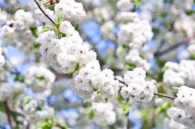 yakın çekim bloom Bahar Dalı