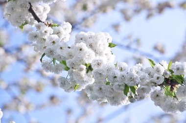 yakın çekim bloom Bahar Dalı