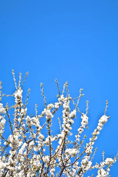 春の花のクローズ アップ支店 — ストック写真