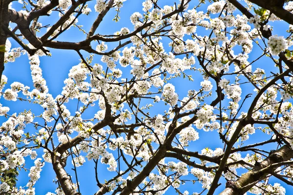 Nahaufnahme Zweig der Blüte im Frühling — Stockfoto