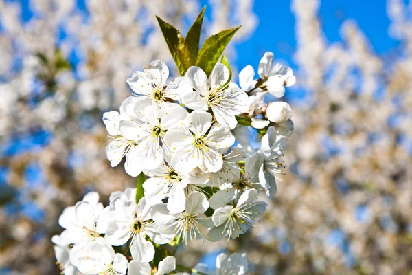 Rama de primer plano de floración en primavera — Foto de Stock