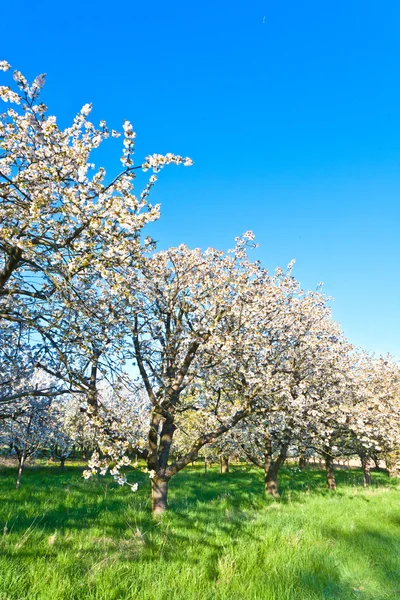 stock image Close-up branch of bloom in spring