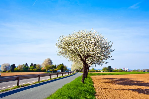 Улица с белыми цветущими деревьями — стоковое фото