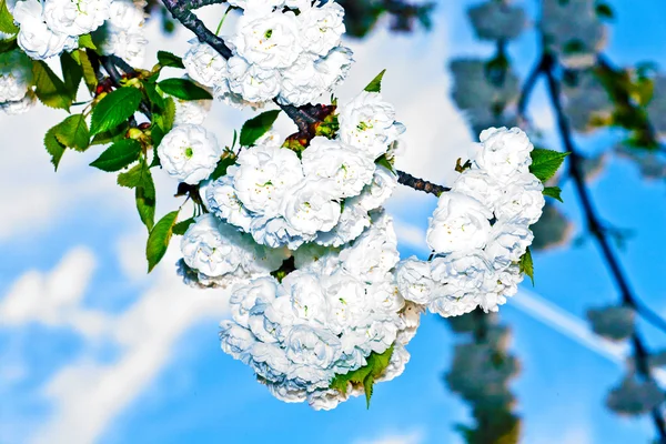 Крупним планом гілка цвітіння навесні — стокове фото
