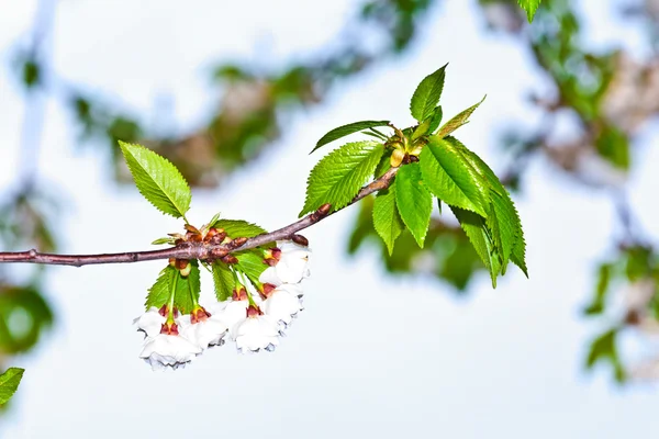 Close-up branch of bloom in spring — Stock Photo, Image