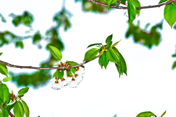 Close-up branch of bloom in spring — Stock Photo, Image
