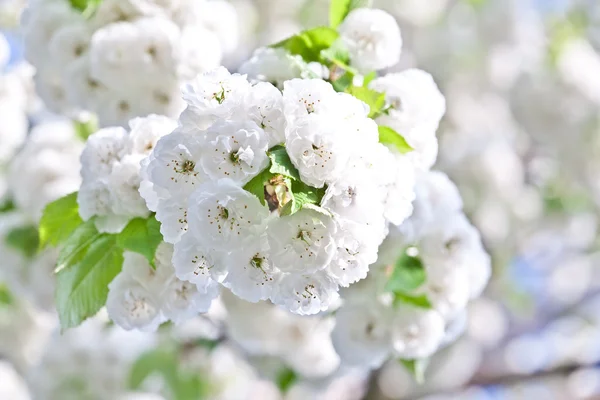 stock image Close-up branch of bloom in spring