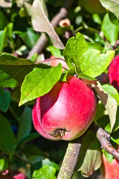 Apple hanging on an apple tree — Stock Photo, Image