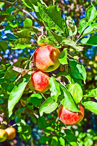 苹果挂在苹果树上 — 图库照片