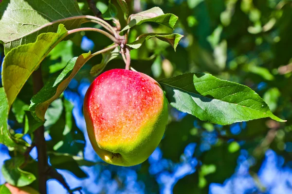 Jabłko wiszące na jabłoń — Zdjęcie stockowe