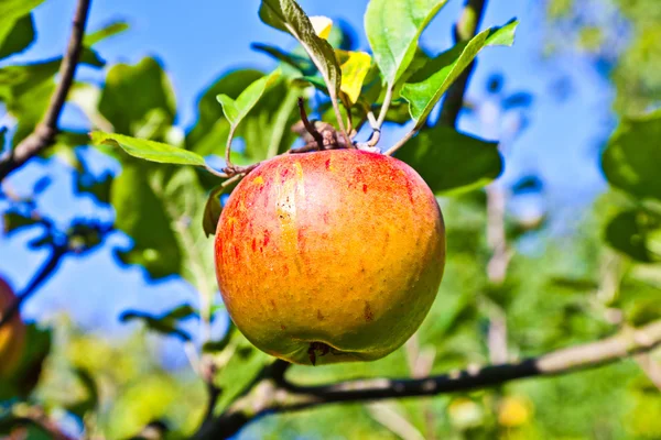 Maçã pendurada em uma árvore de maçã — Fotografia de Stock