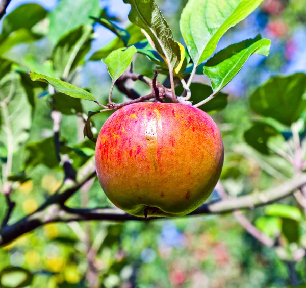 Apple opknoping op een appelboom — Stockfoto