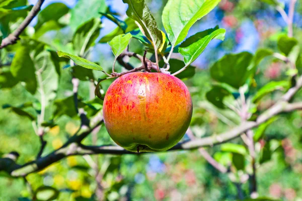 Яблоко висит на яблоне — стоковое фото