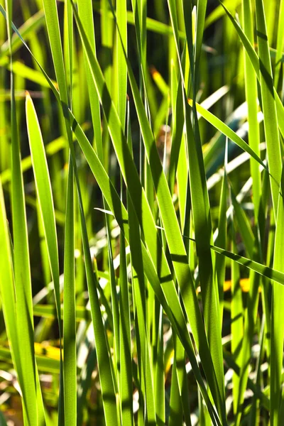 Göle yeşil reed — Stok fotoğraf
