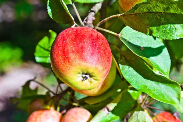 Яблоко висит на яблоне — стоковое фото