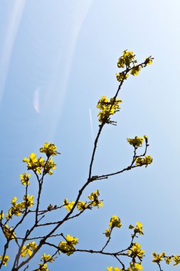 ormandaki mavi gökyüzü ile çiçeklenme tree