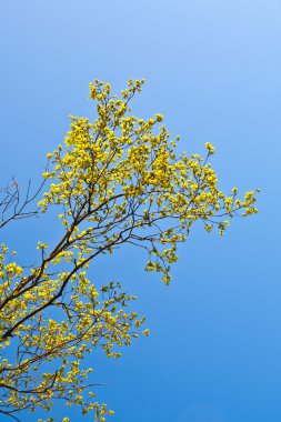 ormandaki mavi gökyüzü ile çiçeklenme tree