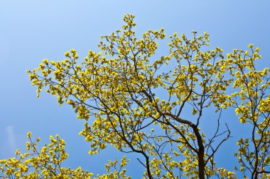 ormandaki mavi gökyüzü ile çiçeklenme tree