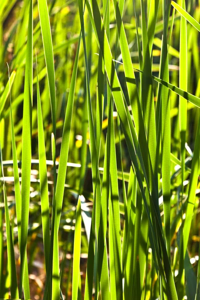 Cana verde no lago — Fotografia de Stock