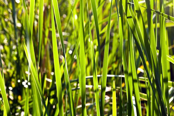 Зеленая трость в озере — стоковое фото