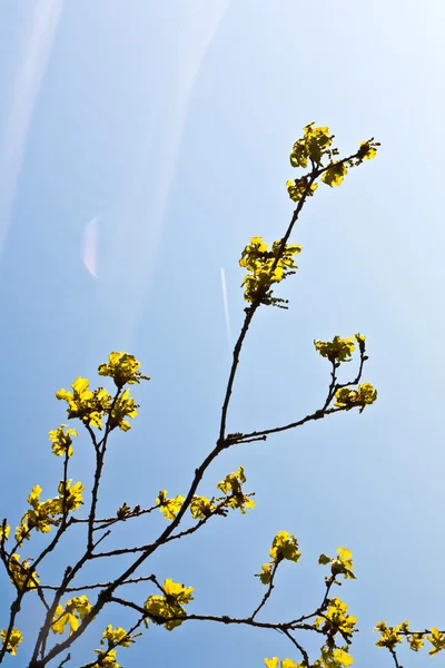 stock image Blooming tree with blue sky in forest