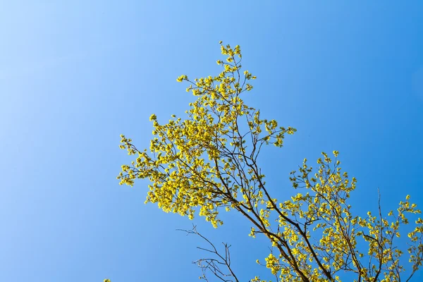 Цветущее дерево с голубым небом в лесу — стоковое фото