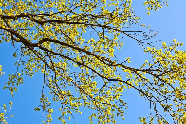 Kwitnące drzewo z niebieski niebo w lesie — Zdjęcie stockowe