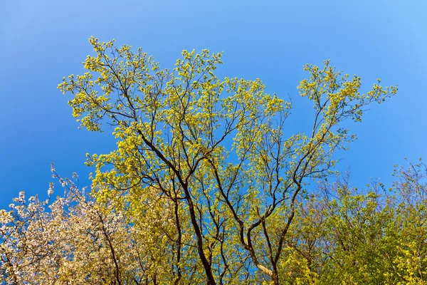 Blooming tree with blue sky in forest — Stock Photo, Image