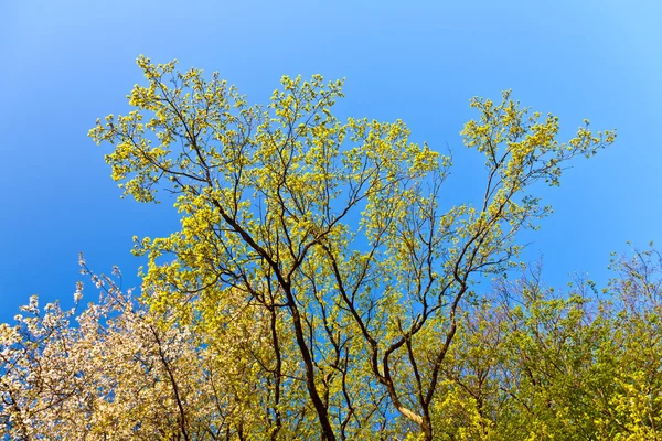 Árvore florescente com céu azul na floresta — Fotografia de Stock