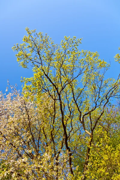 Blühender Baum mit blauem Himmel im Wald — Stockfoto