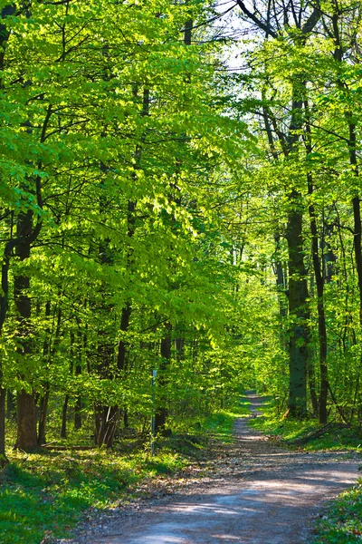 Weg durch den Wald — Stockfoto