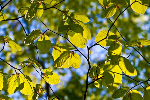 Листья дерева в деталях — стоковое фото