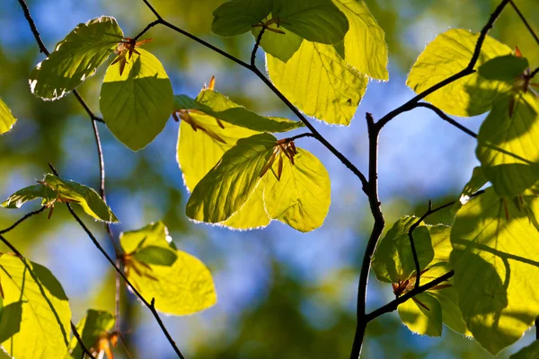 자세히 나무의 잎 — 스톡 사진