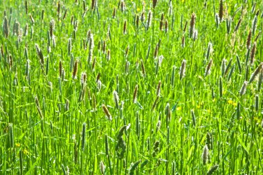 Yeşil reed çayır çimen vahşi doğada ile