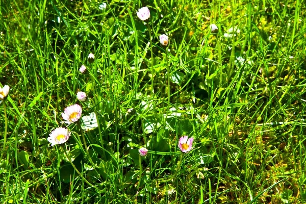 Grass in wonderful morning light — Stock Photo, Image