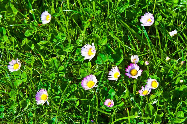 stock image Grass in wonderful morning light