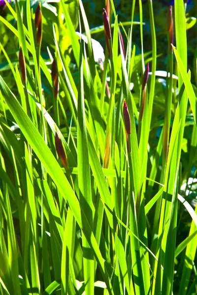 stock image Grass in wonderful morning light