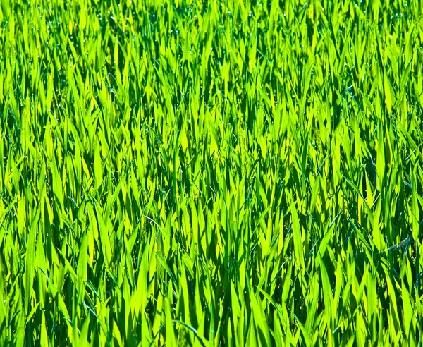 Grüne Schilfwiese mit Gras in der Wildnis — Stockfoto