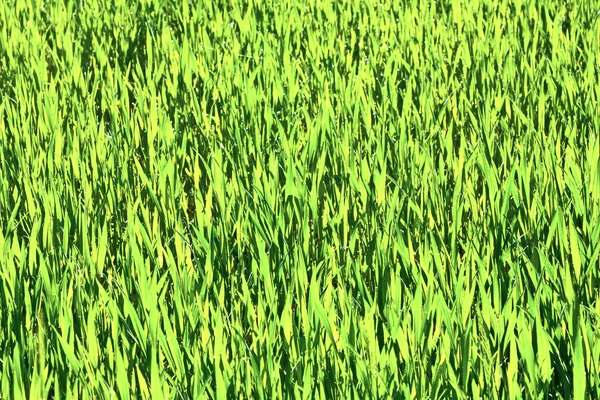 Prairie de roseaux verts avec herbe dans la nature sauvage — Photo