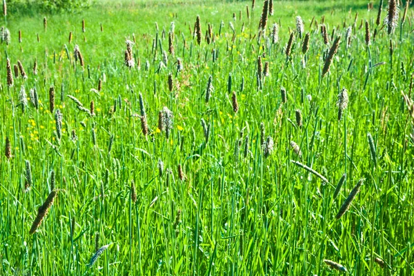 Prairie de roseaux verts avec herbe dans la nature sauvage — Photo
