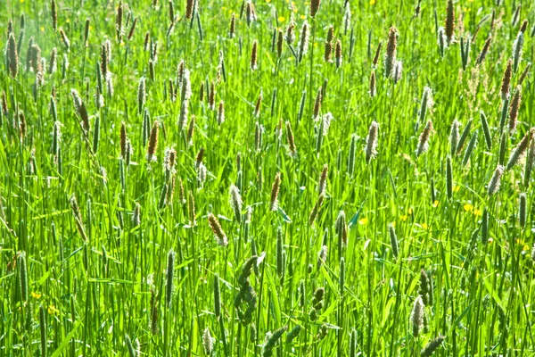 Prado de cana verde com grama no deserto — Fotografia de Stock