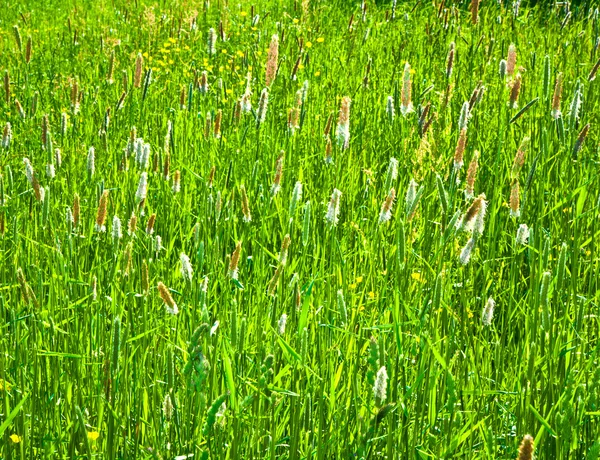Grüne Schilfwiese mit Gras in der Wildnis — Stockfoto