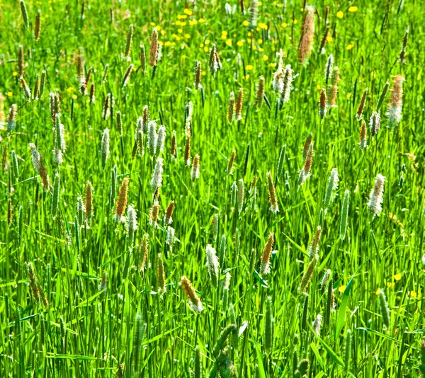 Зеленый тростниковый луг с травой в пустыне — стоковое фото