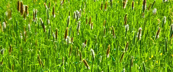 Green reed meadow with grass in wilderness — Stock Photo, Image