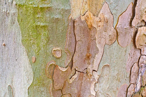Primer plano del patrón de camuflaje de un árbol plano — Foto de Stock