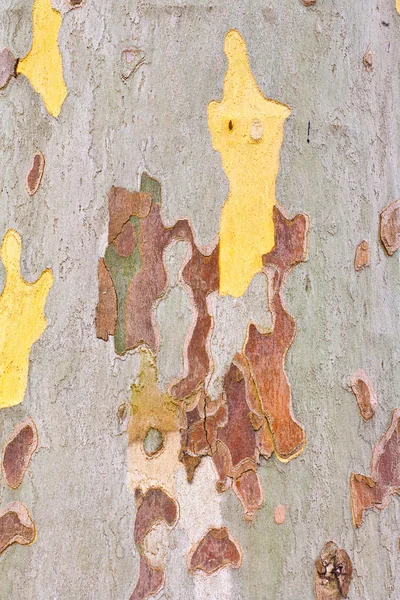 Close-up of the camouflage pattern of a plane tree — Stock Photo, Image