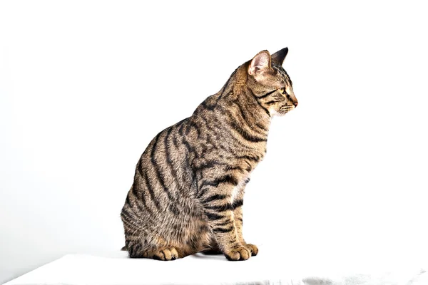 Lindo gato aislado en blanco —  Fotos de Stock