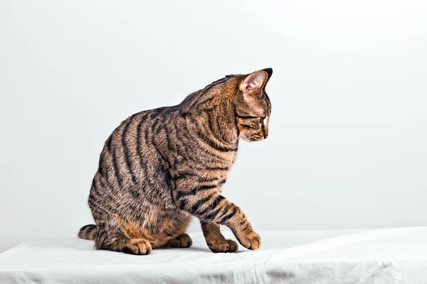 Lindo gato aislado en blanco —  Fotos de Stock