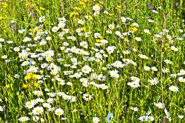 美丽的七彩草甸与鲜花 — 图库照片
