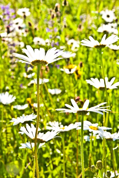 Belle prairie colorée avec des fleurs — Photo